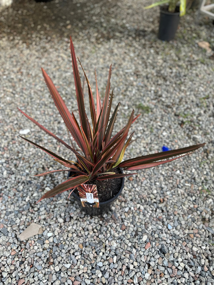 CORDYLINE RUBRA