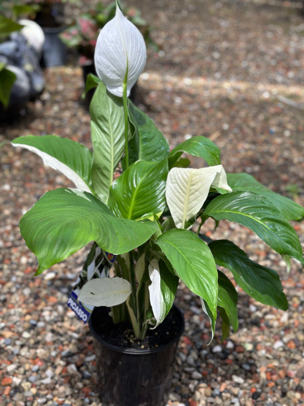 Spathiphyllum Picasso