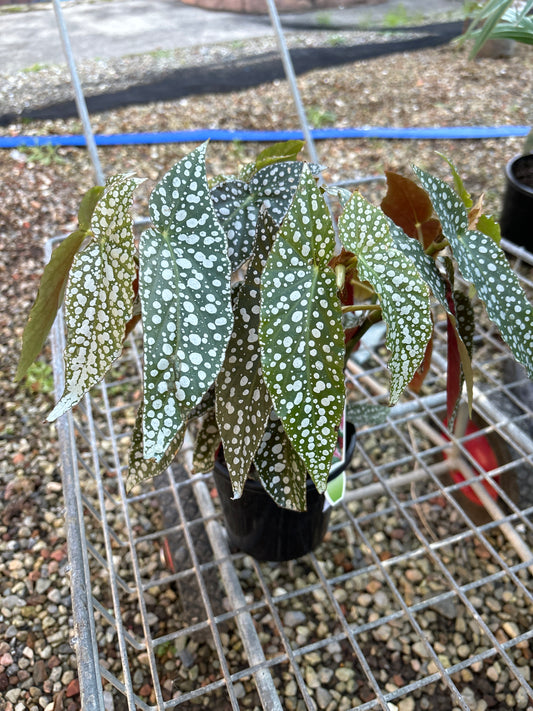 BEGONIA WHITE SPECKLED