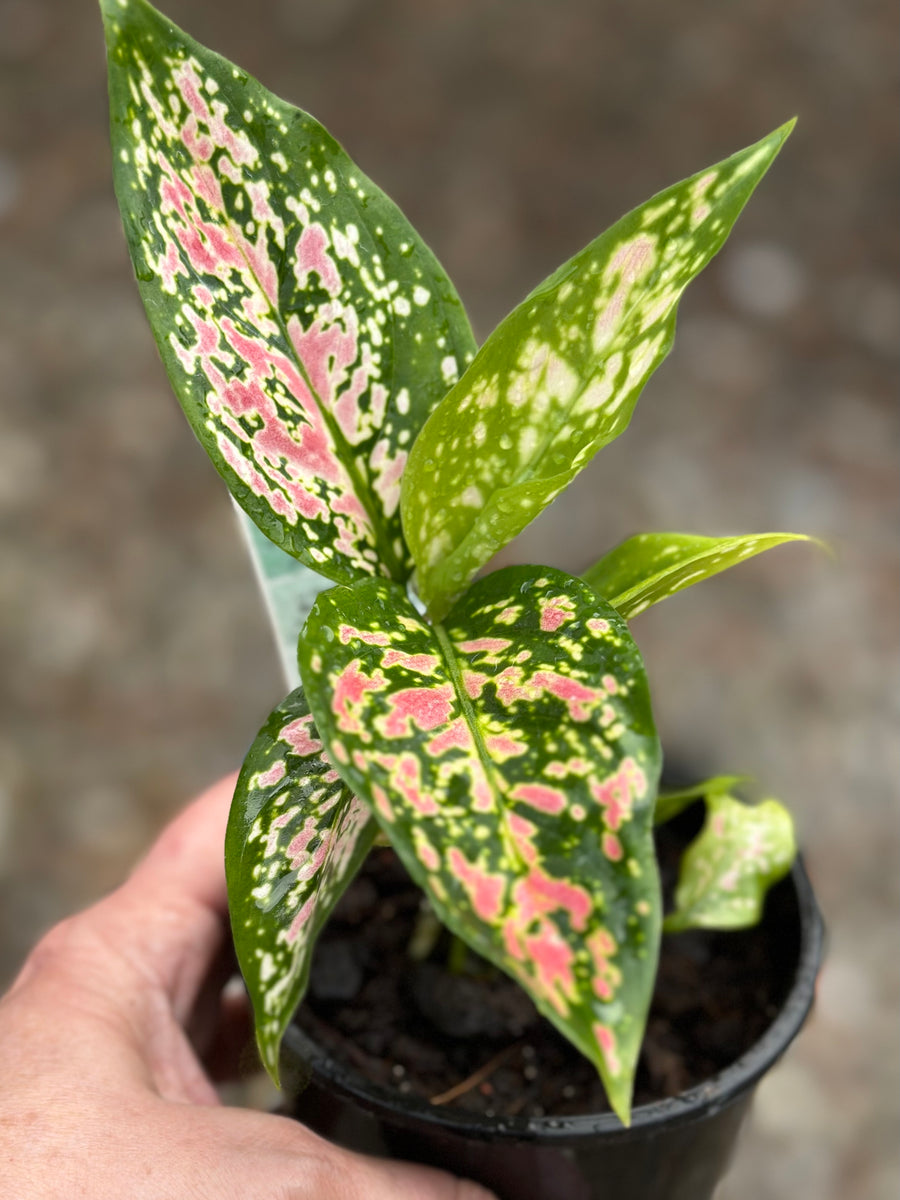 AGLAONEMA