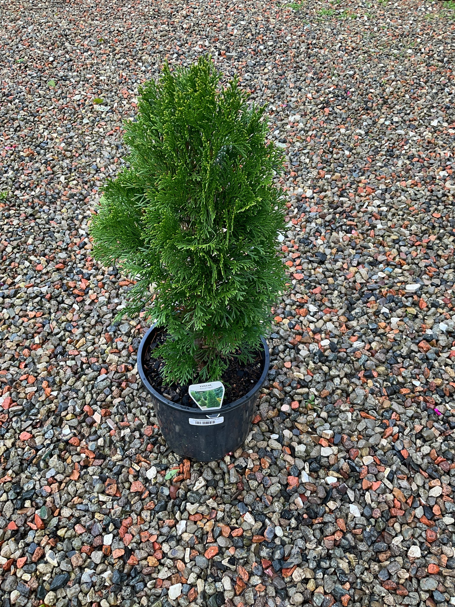 200mm THUJA SMARAGD