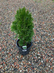 200MM THUJA SMARAGD
