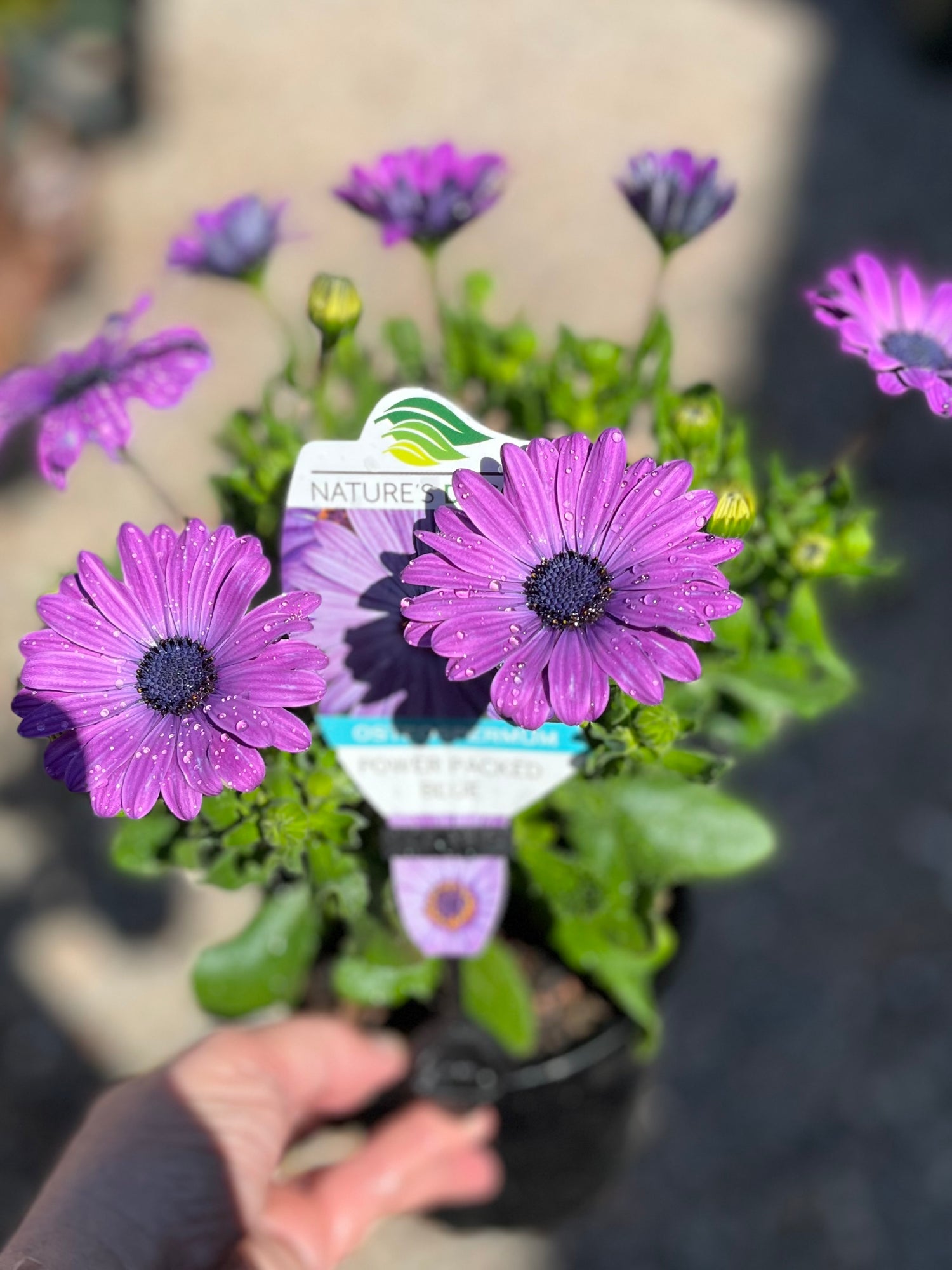 OSTEOSPERMUM SERENITY