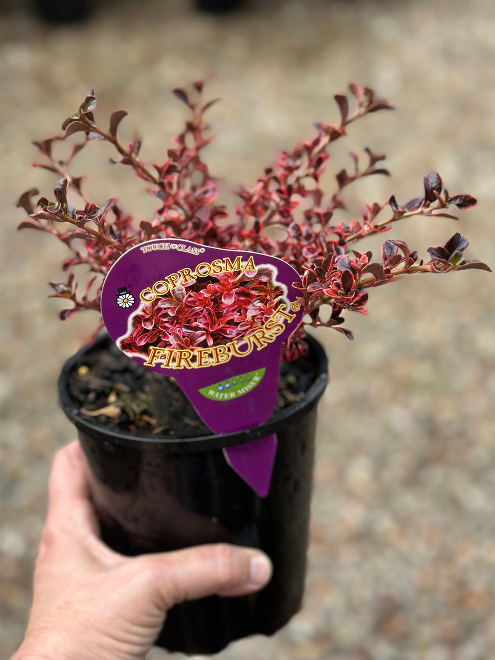 Coprosma