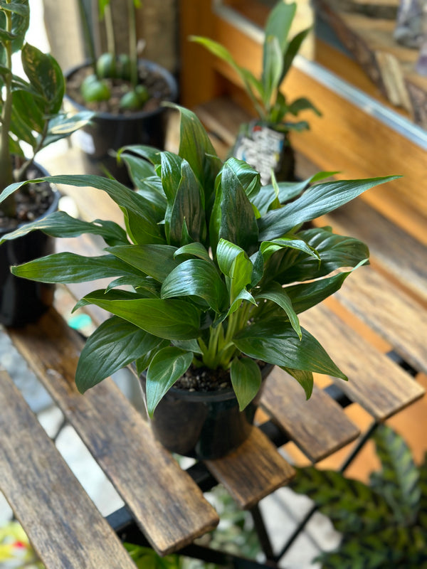 Dracaena Janet Craig