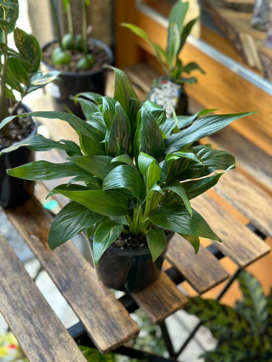 DRACAENA JANET