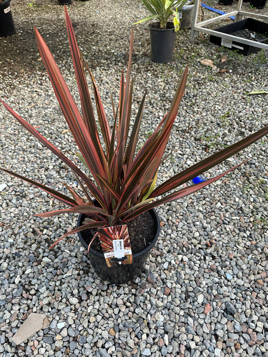 CORDYLINE RUBRA