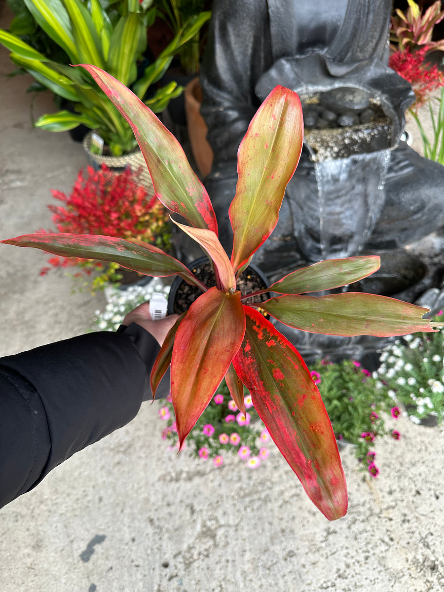 CORDYLINE TANGELO