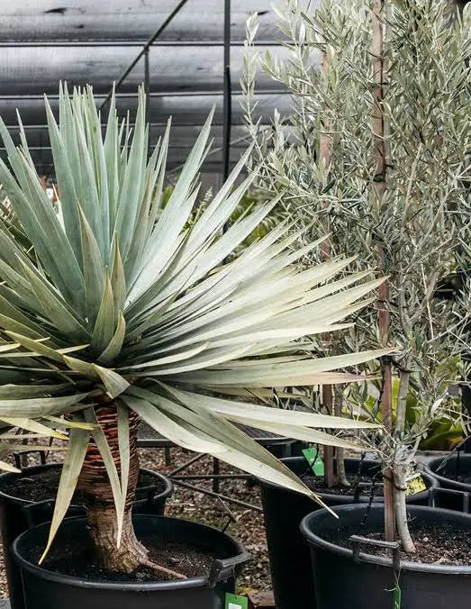 Dracaena Draco (Dragon Tree, 300L)