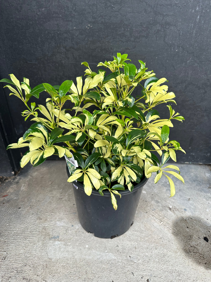 SCHEFFLERA DWARF UMBRELLA