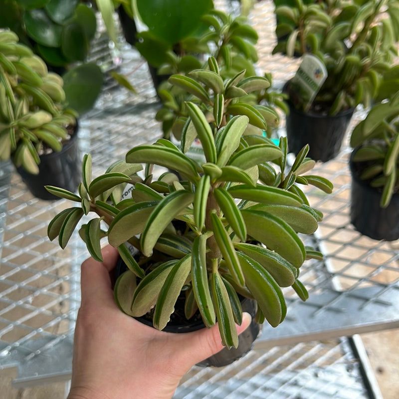 PEPEROMIA DOLABRIFORMIS