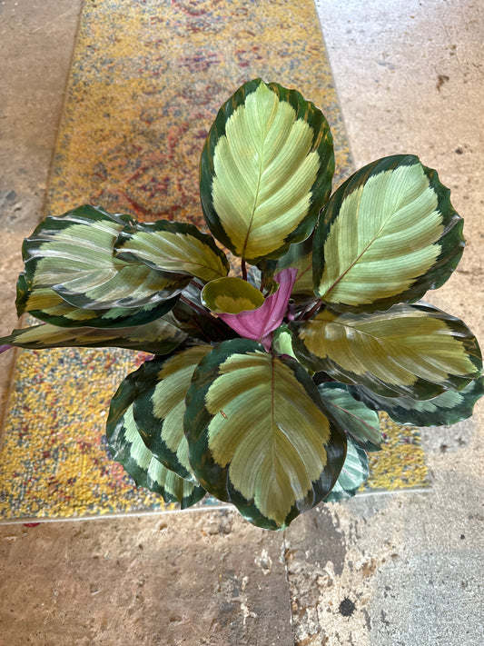 CALATHEA NORTHERN LIGHTS 200MM