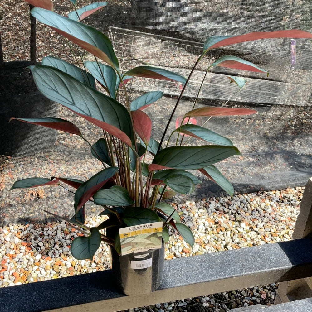 Ctenanthe Grey Star