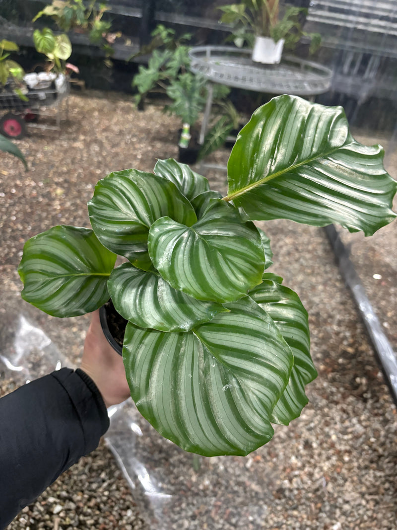 200MM CALATHEA ORBIFOLIA