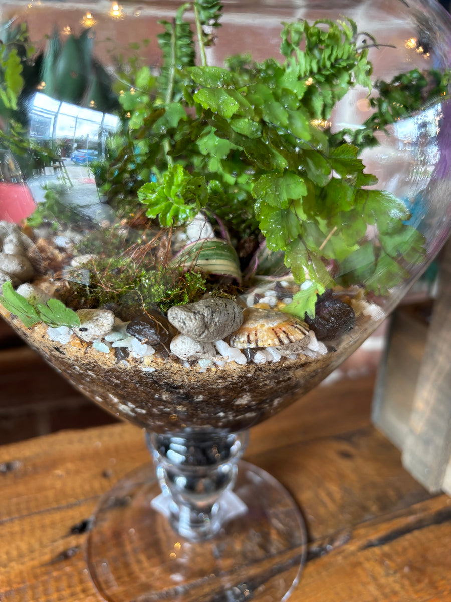 Rain Forest Terrariums