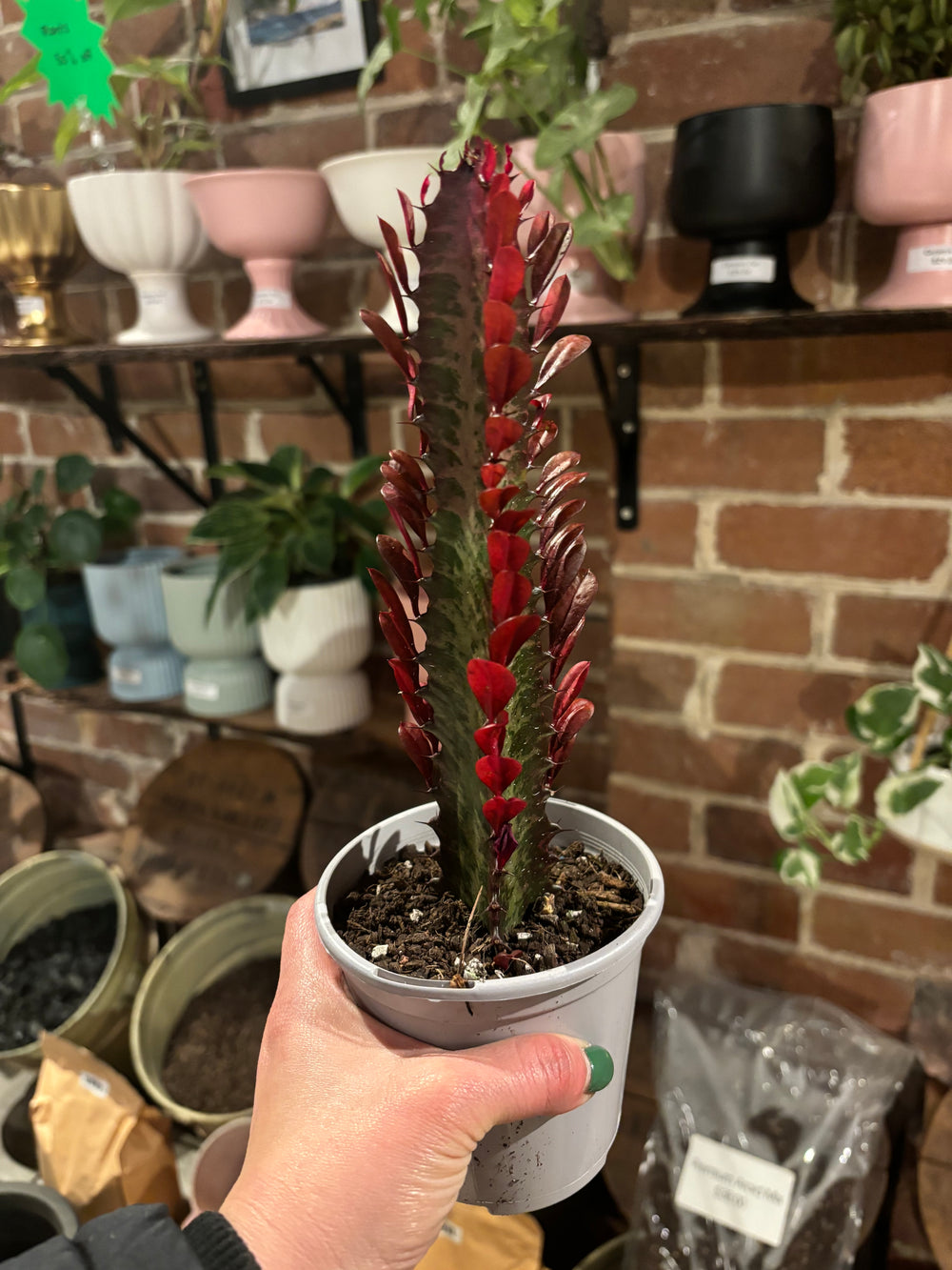 Euphorbia Trigona