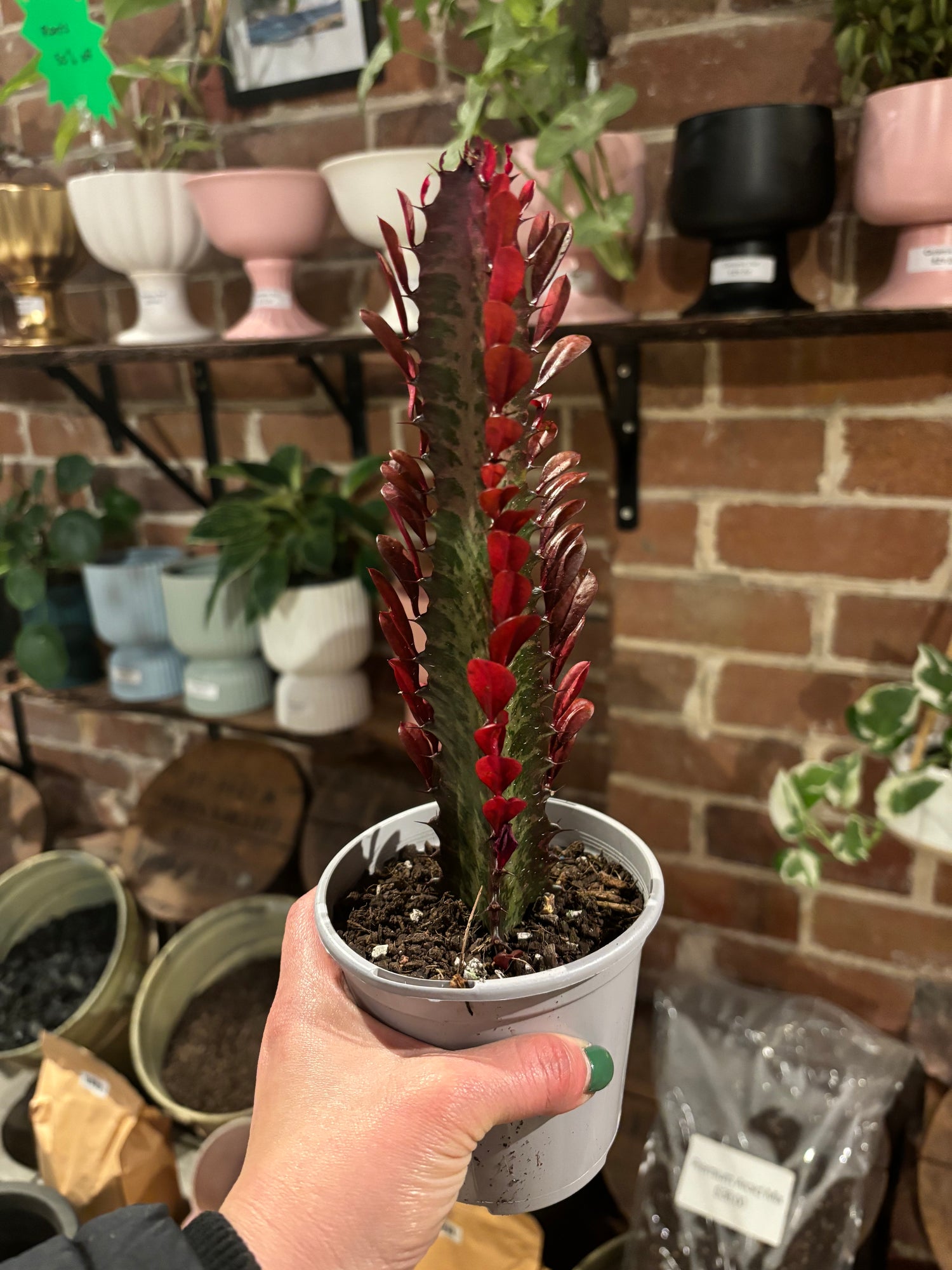 EUPHORBIA TRIGONA