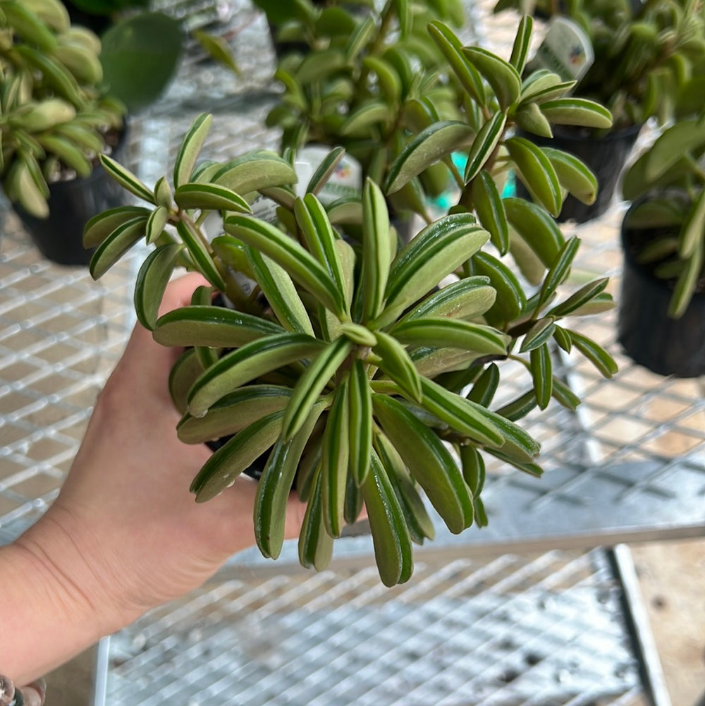 Peperomia Dolabriformis