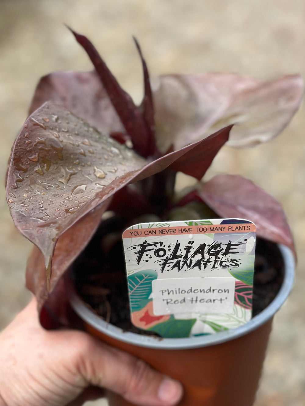 Philodendron Red Heart