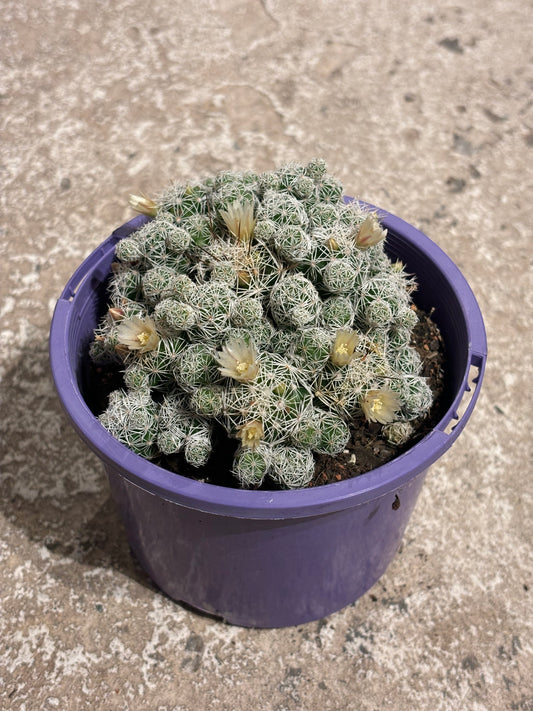 THIMBLE CACTUS