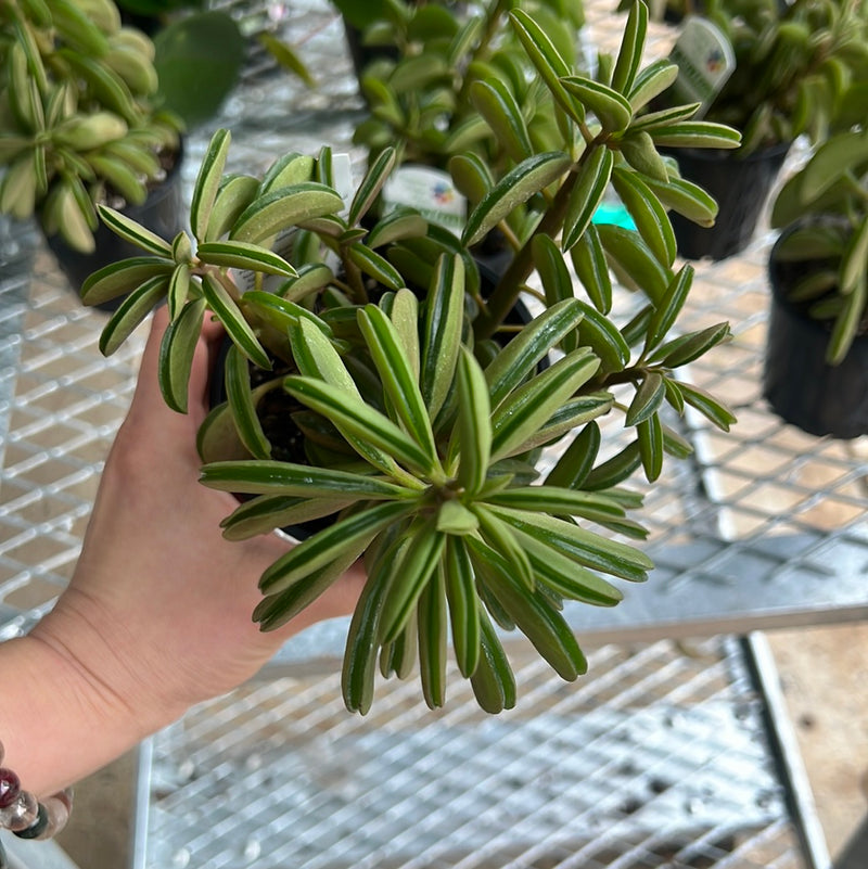 PEPEROMIA DOLABRIFORMIS
