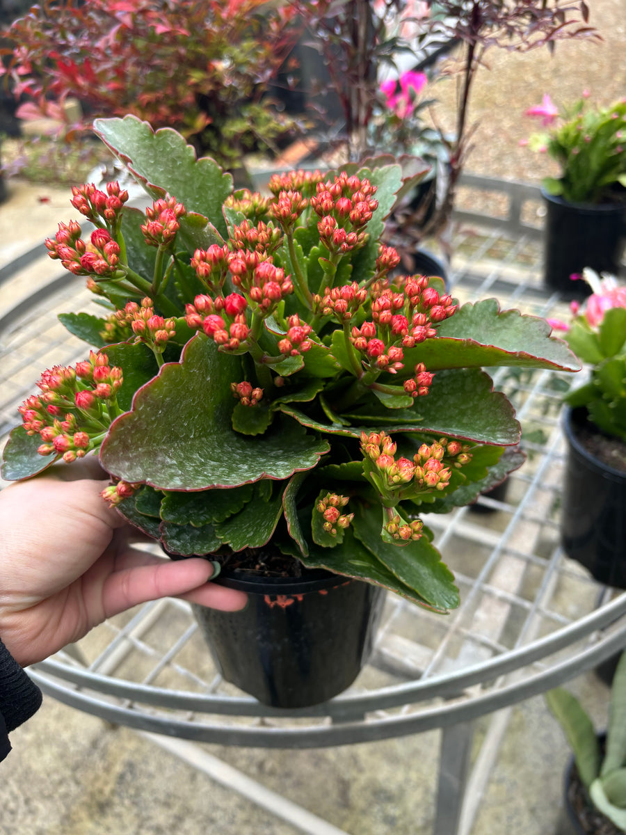 KALANCHOE CALANDIVA