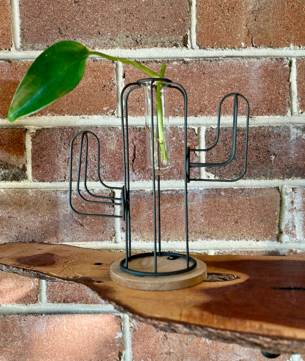 Cactus Plant Holder