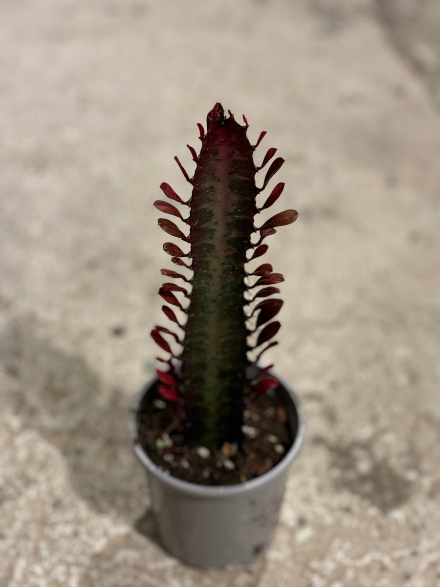 EUPHORBIA TRIGONA