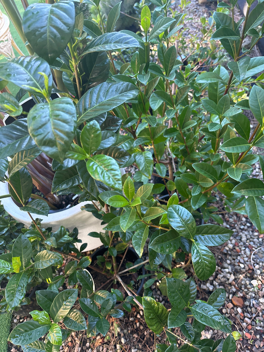 Gardenia True Love