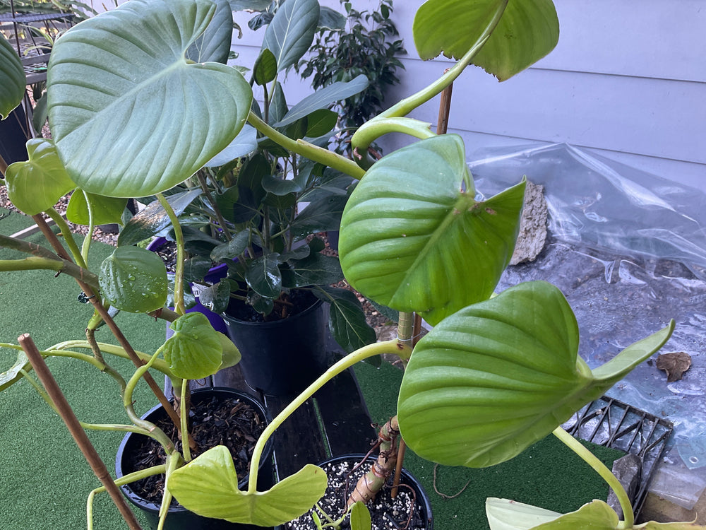 Philodendron Gloriosum