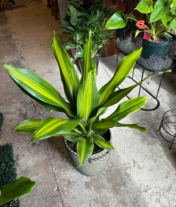 dracaena golden heart DRACAENA GOLDEN HEART