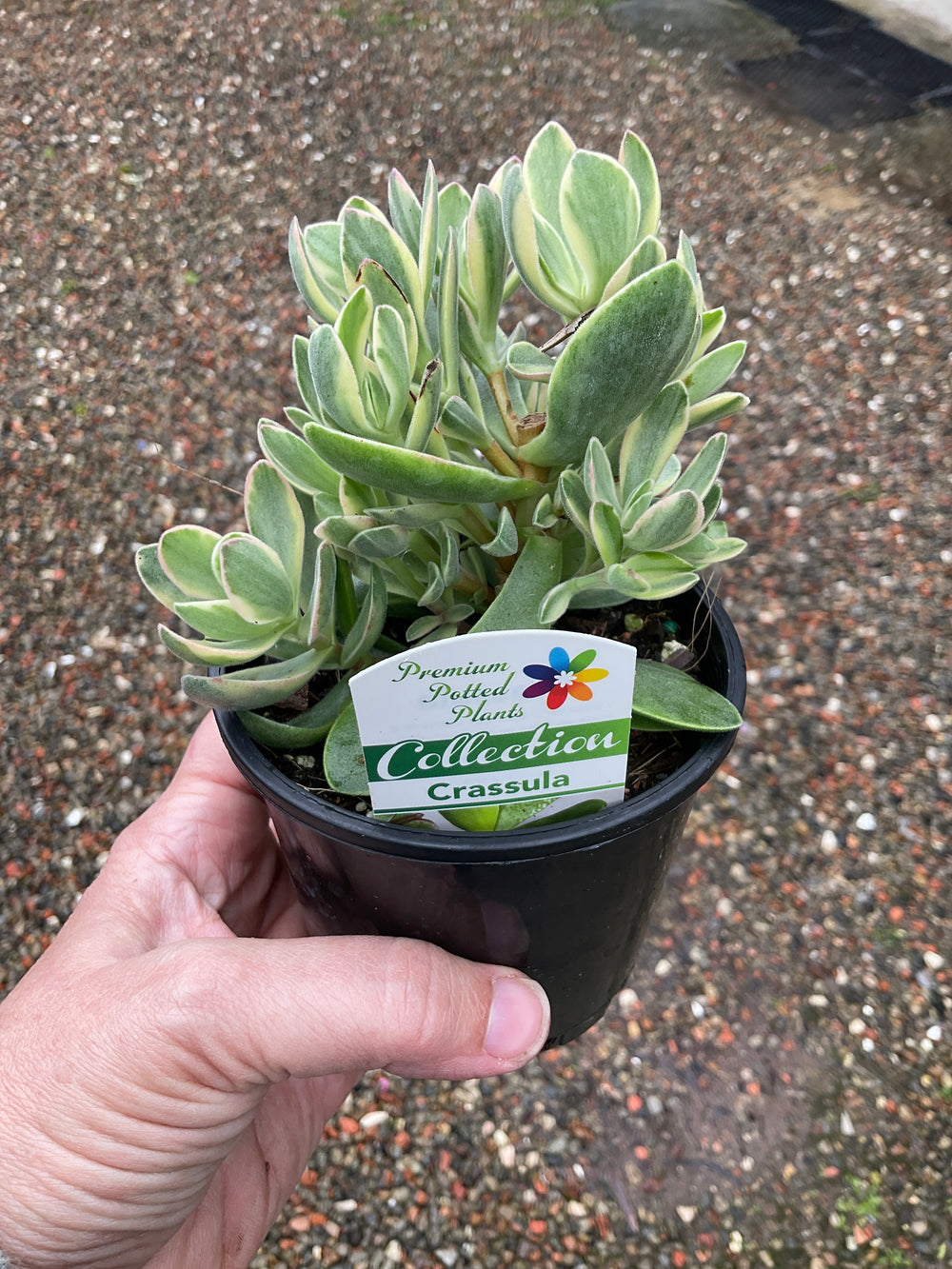 Crassula