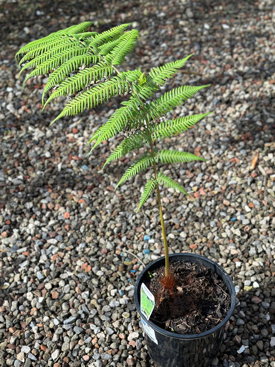 DICKSONIA ANTARCTICA