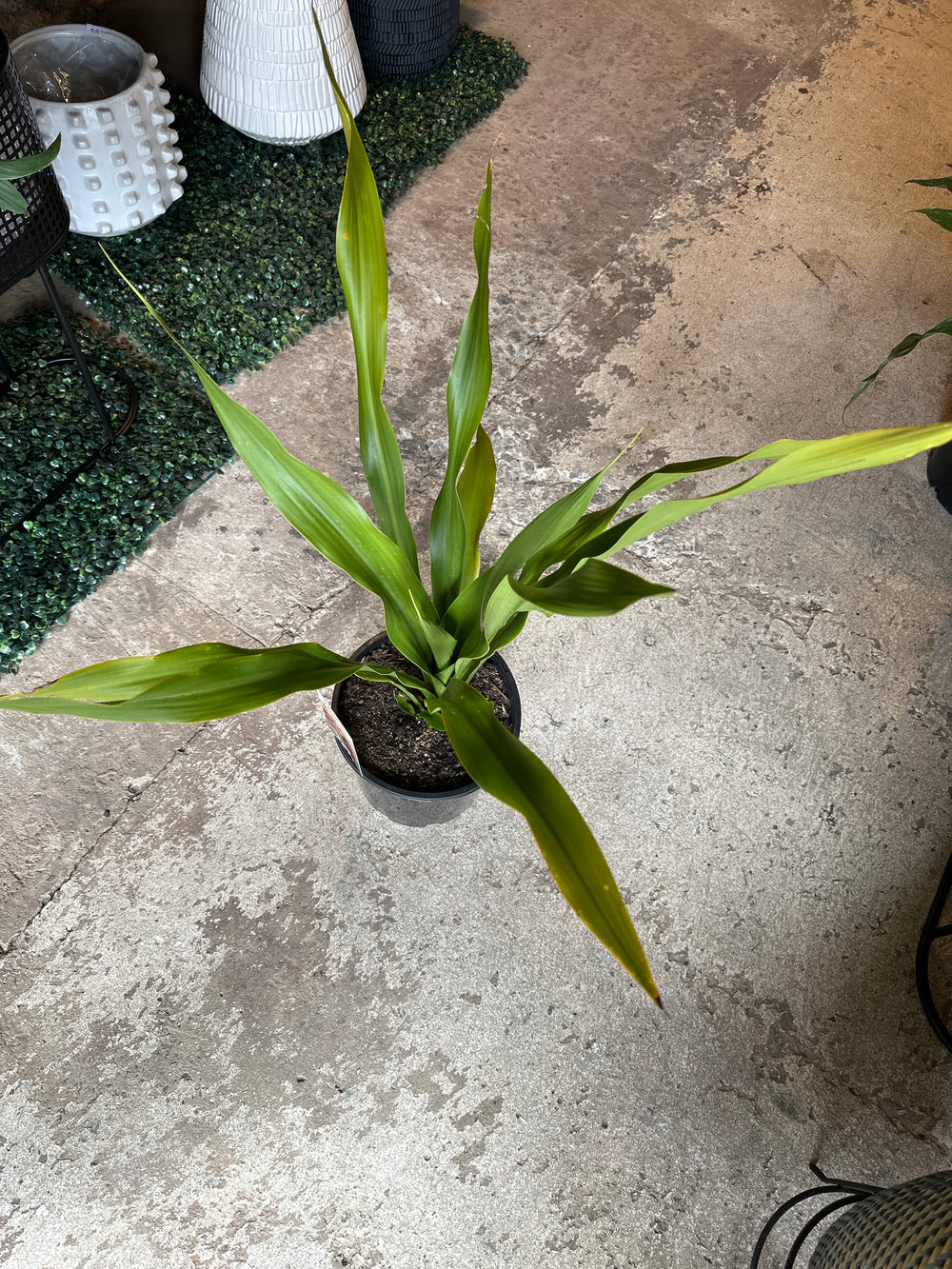 Gymea Lily (Doryanthes excelsa) 200mm