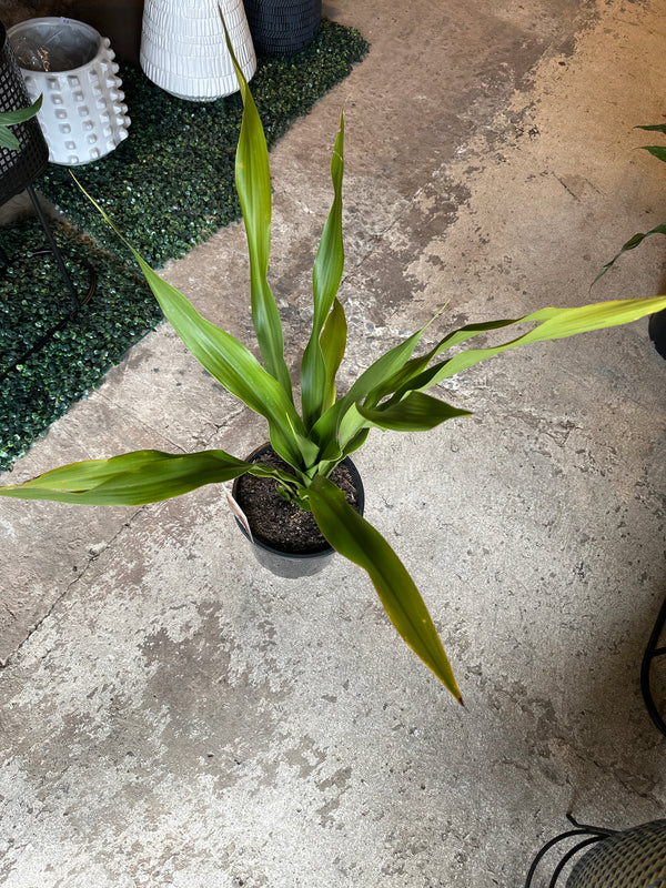 Gymea Lily (Doryanthes excelsa) 200mm