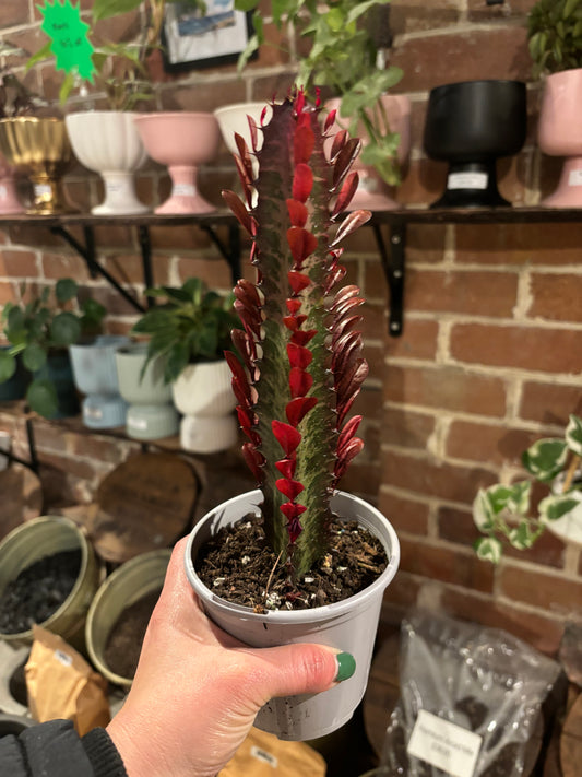 EUPHORBIA TRIGONA