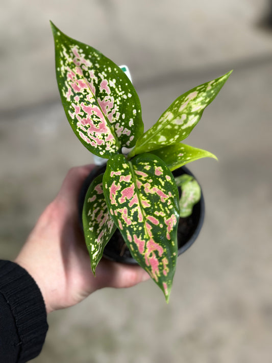 AGLAONEMA VALENTINE