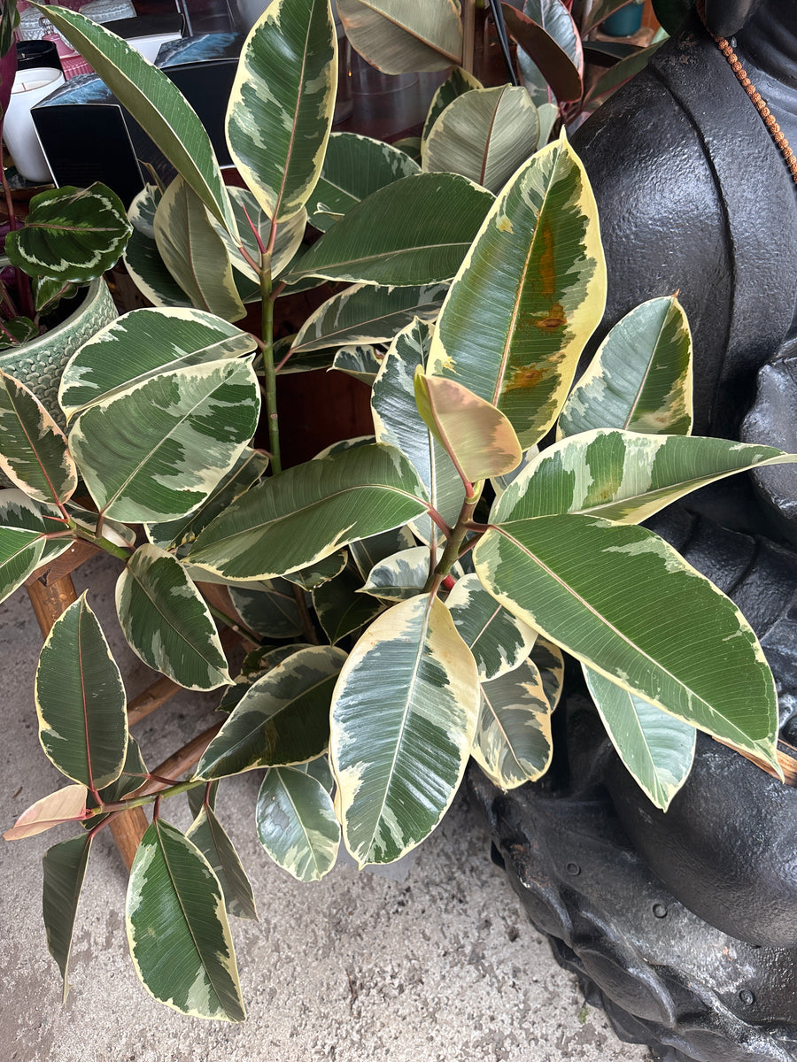 FICUS TINEKE