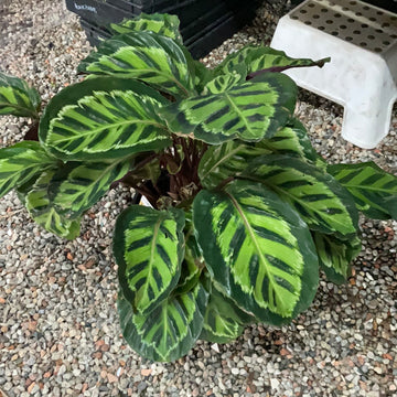 CALATHEA ILLUSTRIS