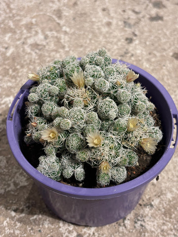 THIMBLE CACTUS