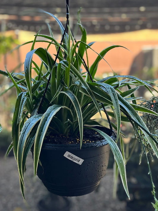 SPIDER PLANT