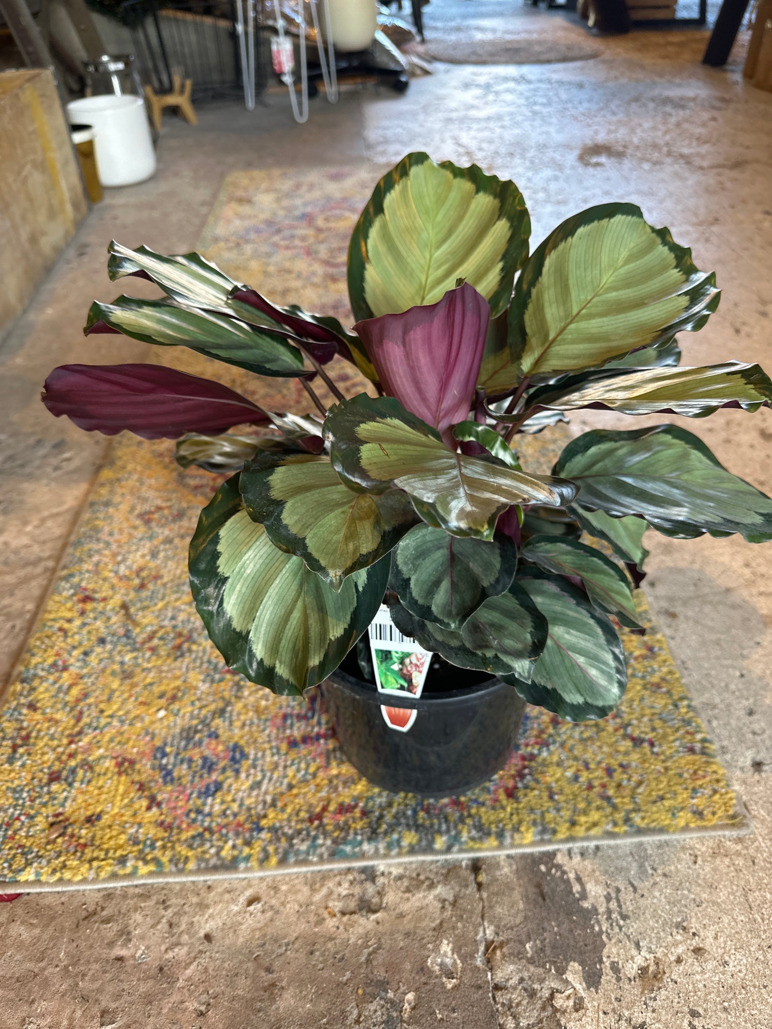 CALATHEA NORTHERN LIGHTS 200MM
