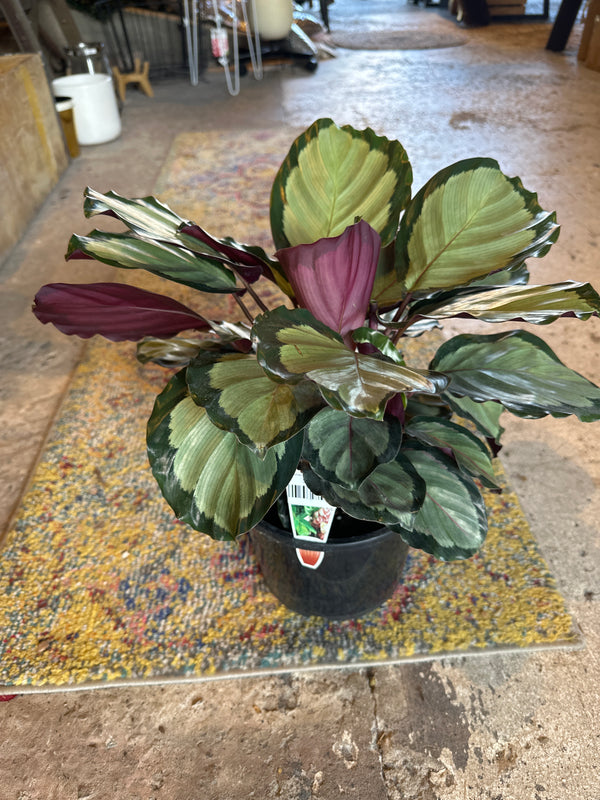 CALATHEA NORTHERN LIGHTS 200MM