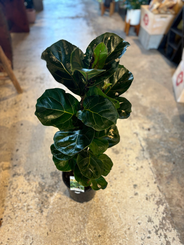 Ficus Lyrata Bambino (Dwarf Fiddle Leaf Fig)