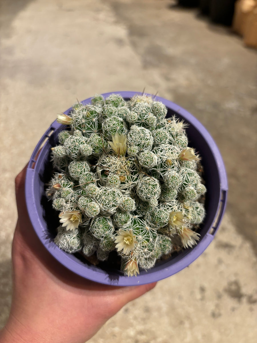 THIMBLE CACTUS