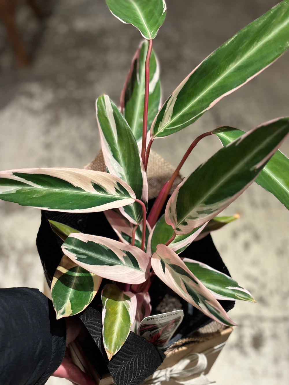 Stromanthe Sanguinea Triostar