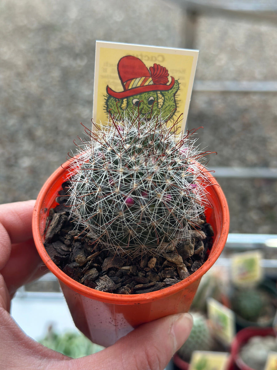 CACTUS