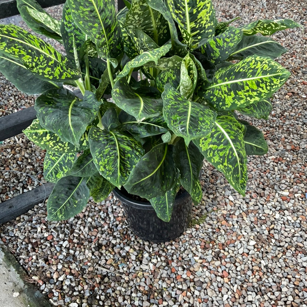 Dieffenbachia Reflector (300mm)