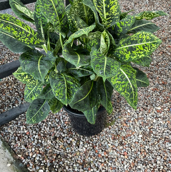 Dieffenbachia Reflector (300mm)