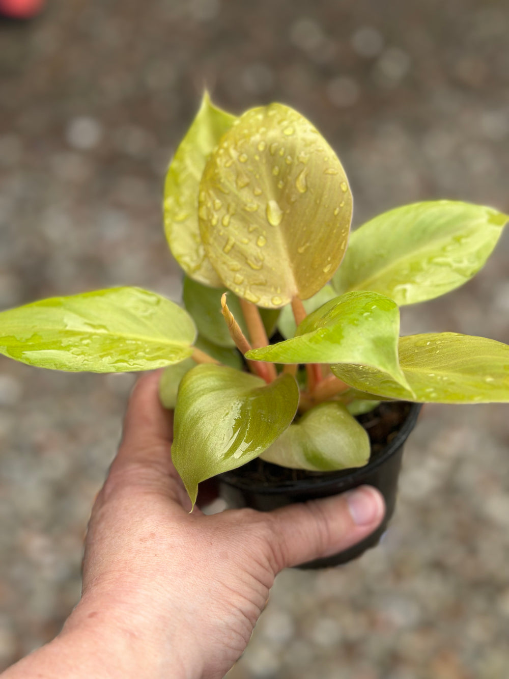 Philodendron Melinonii